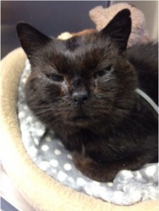 Picture 1: Typical appearance of a cat with signs of ‘flu’ (courtesy of Rebecca Cordwell)