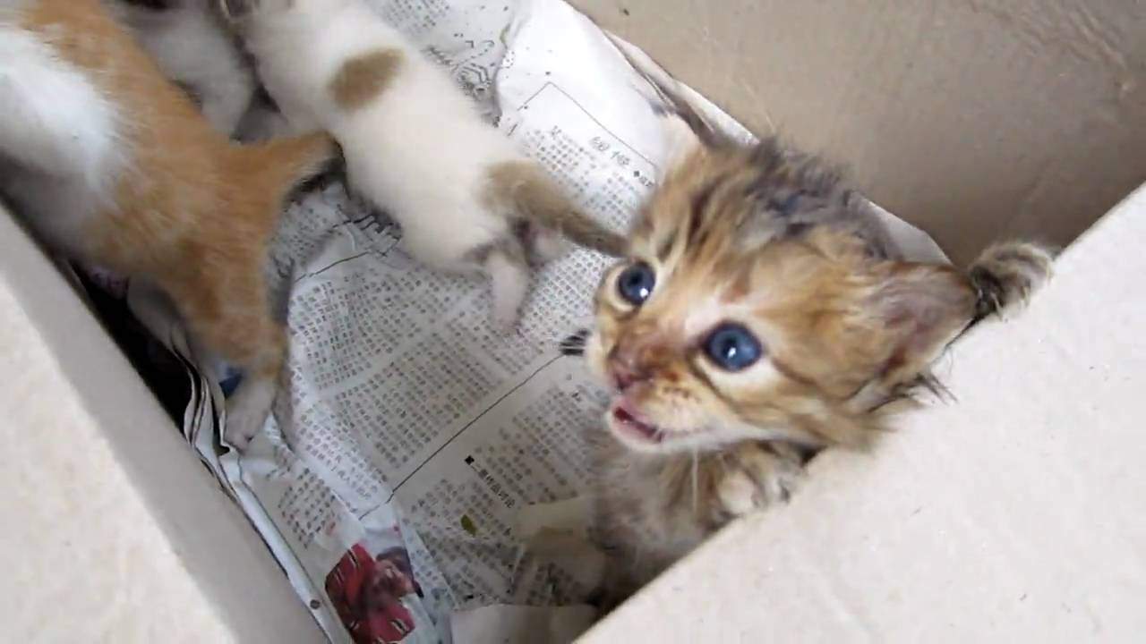 What to do (and NOT do) if you find an abandoned kitten or litter